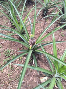 Pineapple  maria